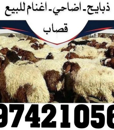 ذبايح الكويت4 قصاب متنقل - قصاب الكويت - ابومحمود 97421056 - قصاب رخيص - قصاب الجهراء - قصاب الفروانية - قصاب حولي - قصاب الأحمدي - قصاب مبارك الكبير - قصاب